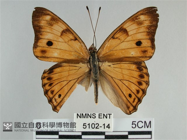 金鎧蛺蝶藏品圖，第1張