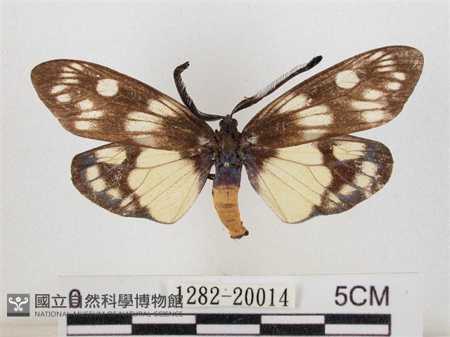 蓬萊茶斑蛾藏品圖，第1張