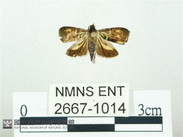 叉紋閃舞蛾藏品圖，第1張