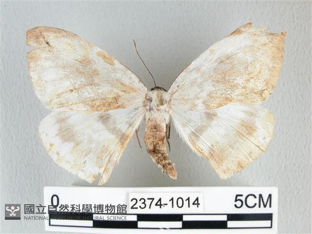 圓翅大鉤蛾藏品圖，第1張