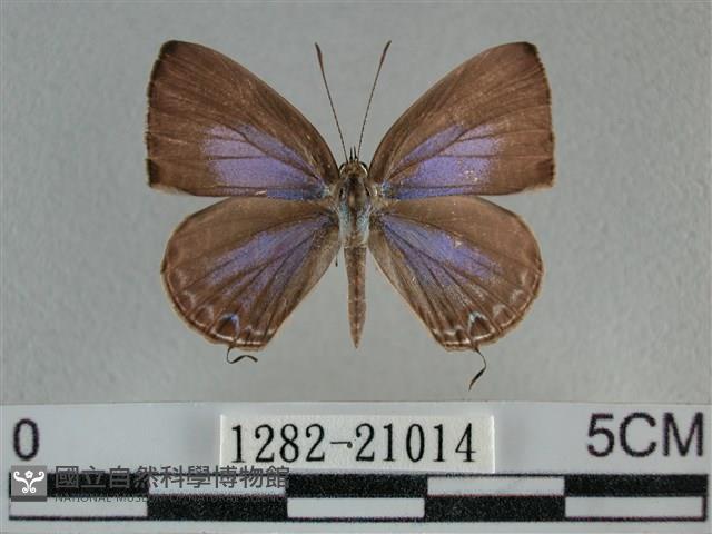雅波灰蝶藏品圖，第1張