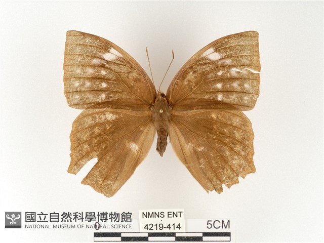 方環蝶藏品圖，第1張