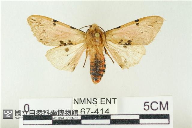 棍棒污燈蛾藏品圖，第1張