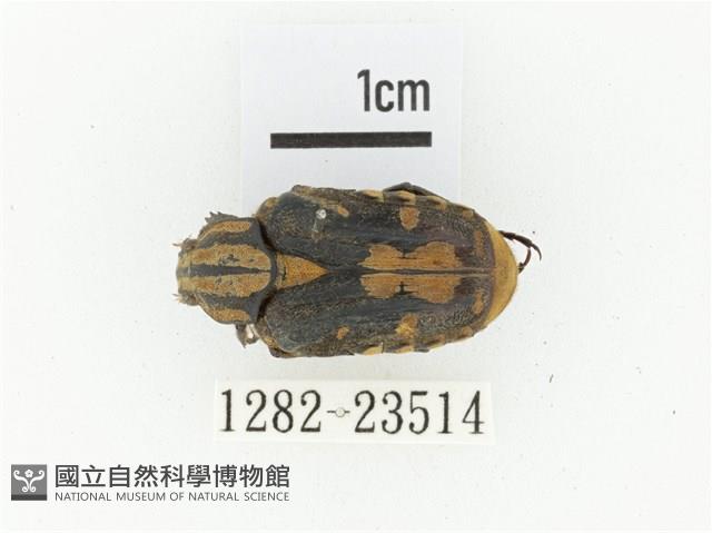 黃斑陷紋金龜藏品圖，第1張