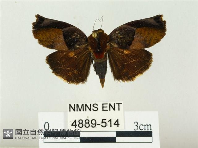 燄駝蛾藏品圖，第1張
