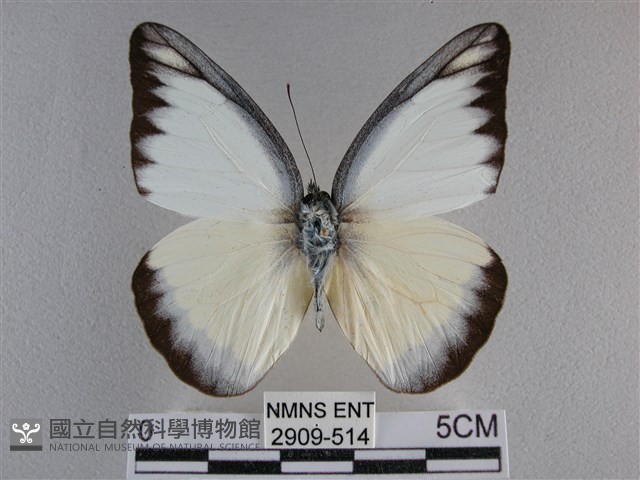 異色尖粉蝶藏品圖，第1張