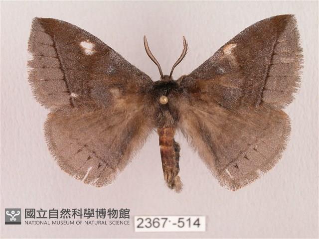 蓬萊灰紋帶蛾藏品圖，第1張