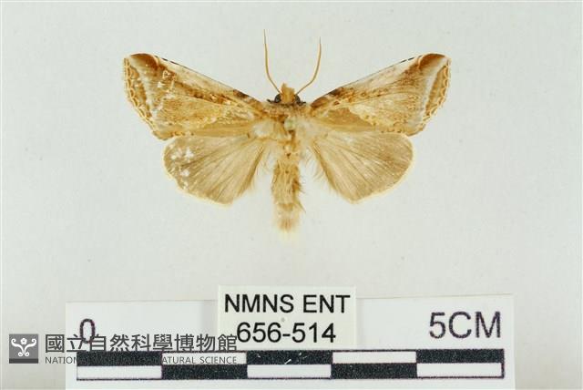 印華波紋蛾藏品圖，第1張