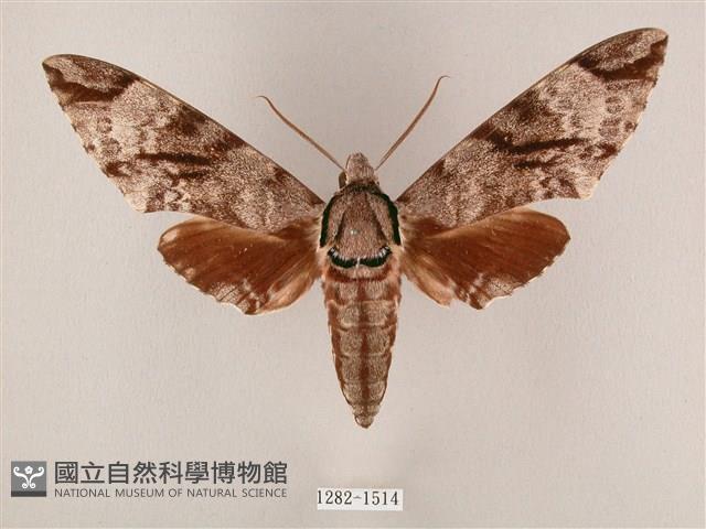 粗斜紋天蛾藏品圖，第1張