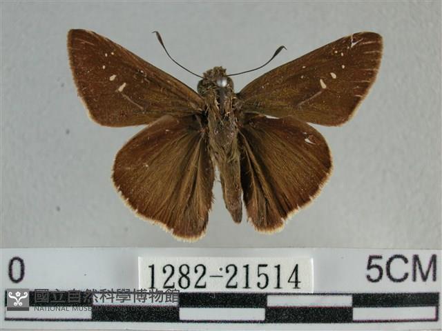 尖翅褐弄蝶藏品圖，第1張