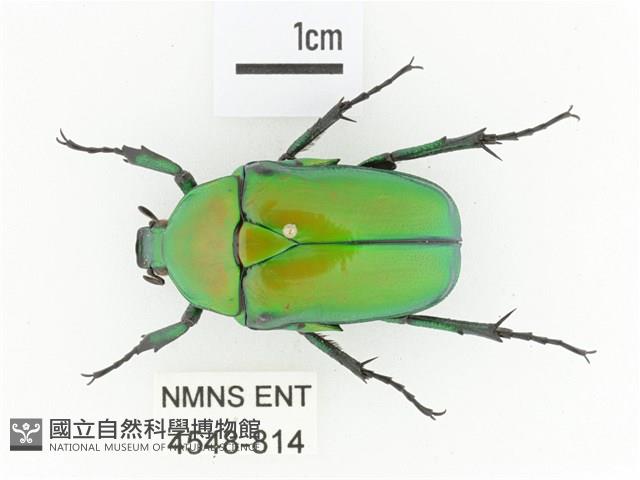 金艷騷金龜藏品圖，第1張