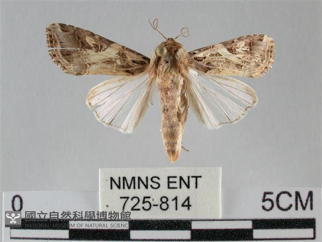 斜紋夜盜蛾藏品圖，第1張