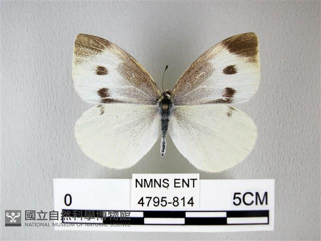 白粉蝶、紋白蝶藏品圖，第1張