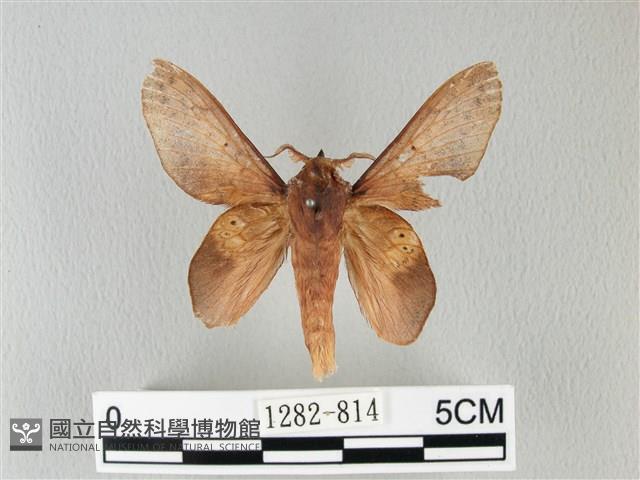 緣斑枯葉蛾藏品圖，第1張