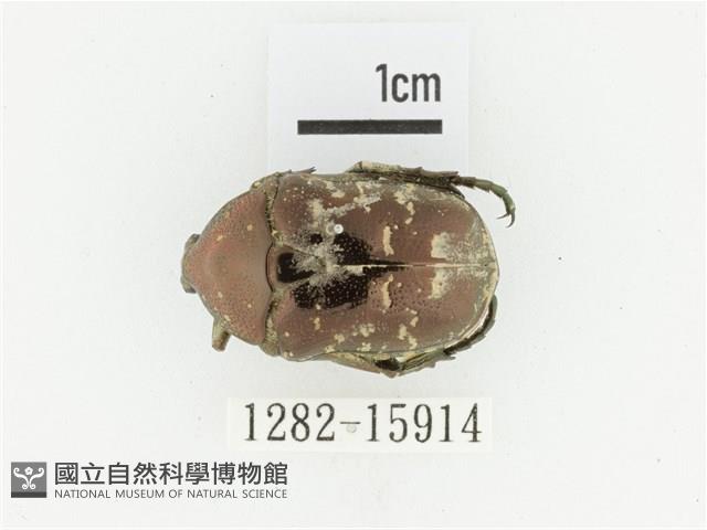 東方白點花金龜藏品圖，第1張