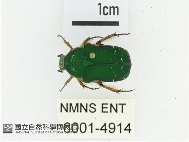 艷邊花金龜藏品圖，第1張