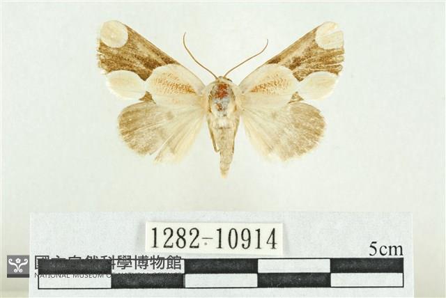 臺灣斑蕊夜蛾藏品圖，第1張