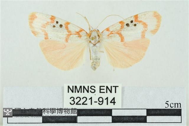 臺雪苔蛾藏品圖，第1張