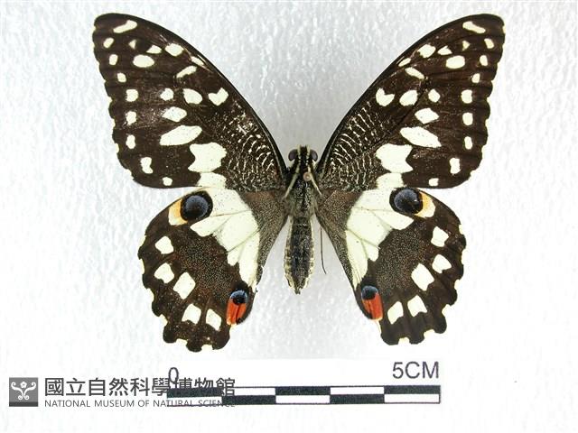 花鳳蝶、無尾鳳蝶藏品圖，第1張