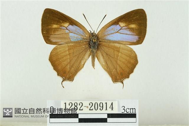 黃閃翠灰蝶藏品圖，第1張