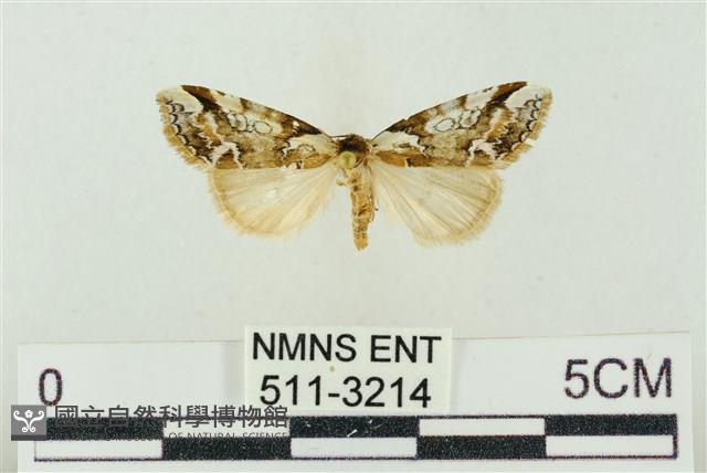 臺美波紋蛾藏品圖，第1張