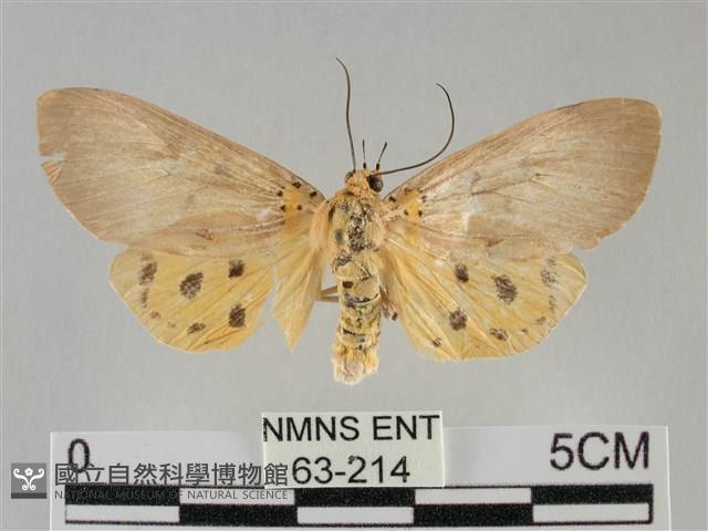 一點擬燈蛾藏品圖，第1張