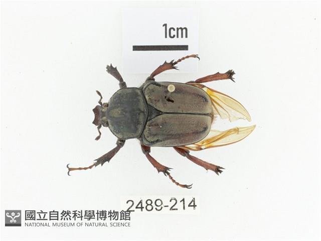 臺灣角金龜藏品圖，第1張