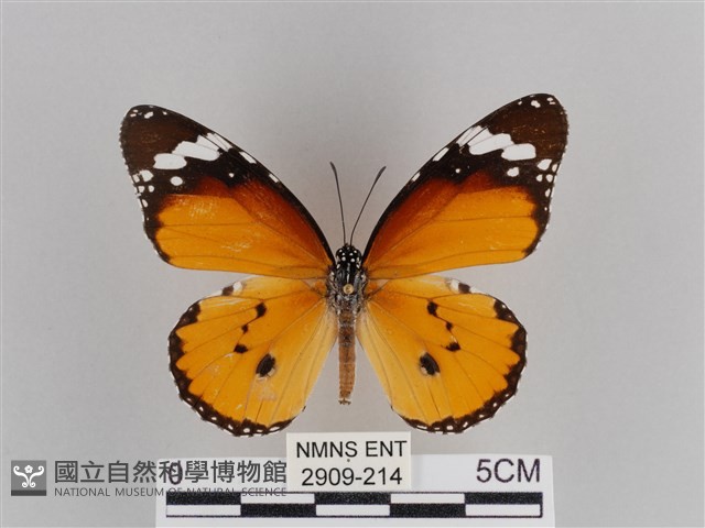 樺斑蝶藏品圖，第1張