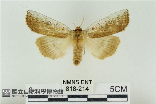 臺洒波紋蛾藏品圖，第1張