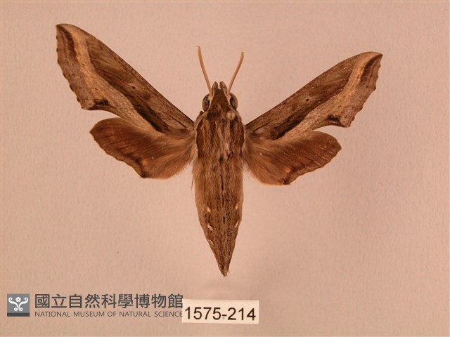 斜線天蛾藏品圖，第1張