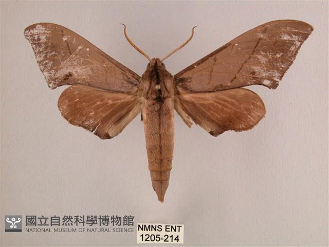 直翅六點天蛾藏品圖，第1張