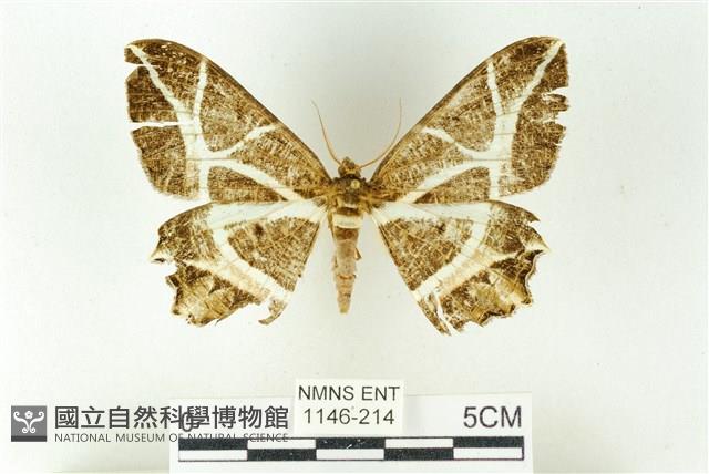 樹形尺蛾藏品圖，第1張