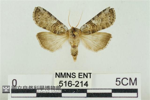 帶波紋蛾藏品圖，第1張