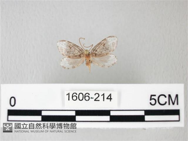 臺灣卵翅蛾藏品圖，第1張