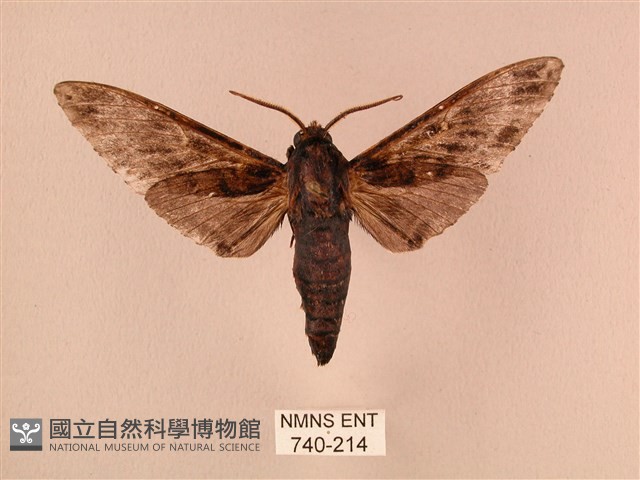 白星天蛾藏品圖，第1張