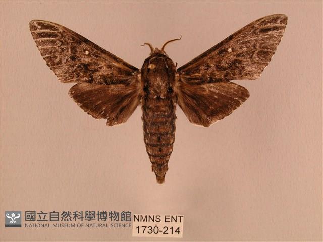 白星天蛾藏品圖，第1張