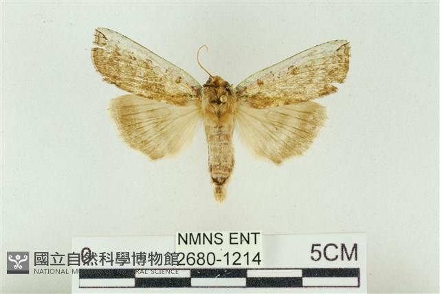 臺洒波紋蛾藏品圖，第1張