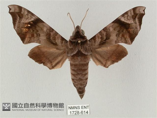 半緣缺角天蛾藏品圖，第1張