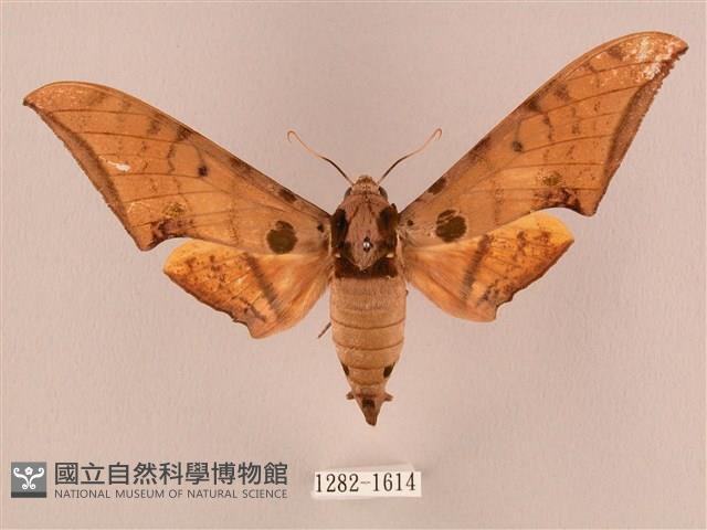 裂斑鷹翅天蛾藏品圖，第1張