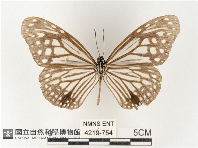 絹斑蝶藏品圖，第1張
