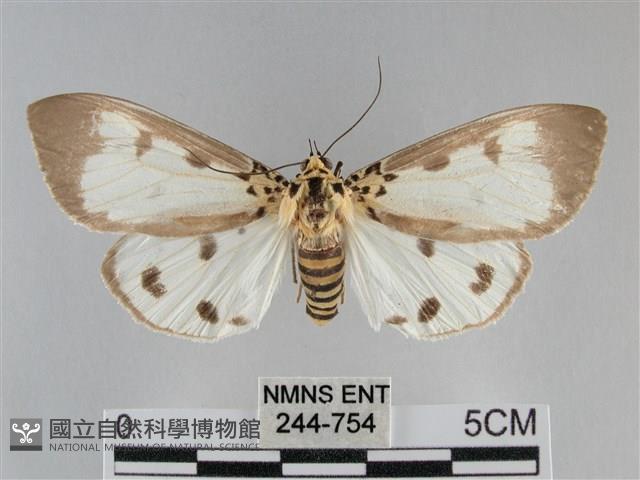 長斑擬燈蛾藏品圖，第1張