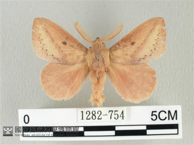 淡紋斜帶枯葉蛾藏品圖，第1張