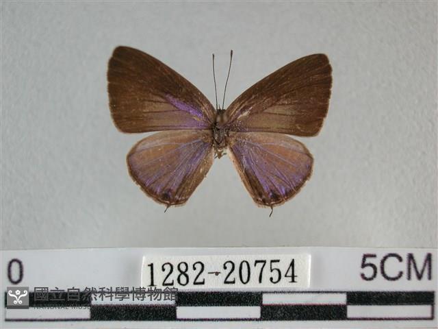 雅波灰蝶藏品圖，第1張