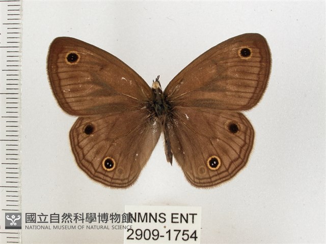 古眼蝶藏品圖，第1張