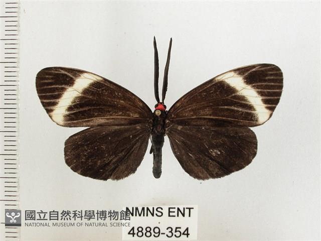 茶帶螢斑蛾藏品圖，第1張