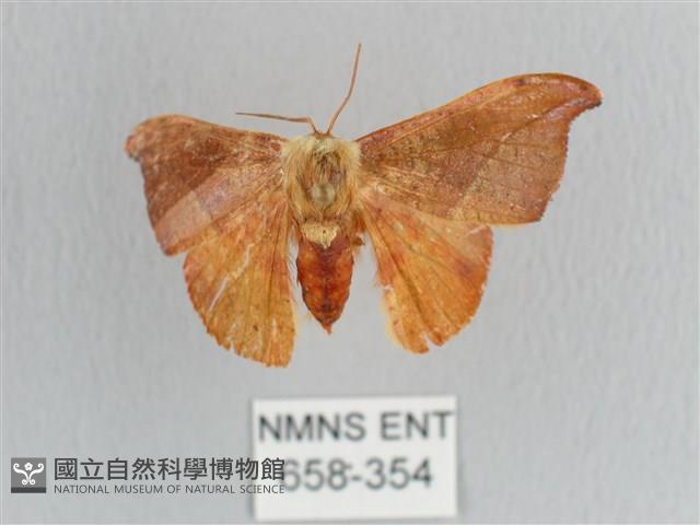 銀端帶鉤蛾藏品圖，第1張