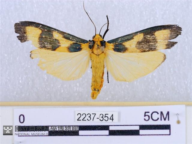 閃光苔蛾藏品圖，第1張