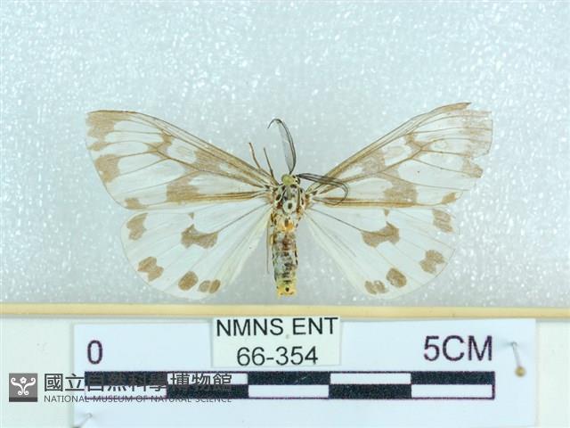 粉蝶燈蛾藏品圖，第1張