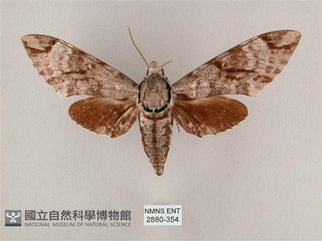 粗斜紋天蛾藏品圖，第1張