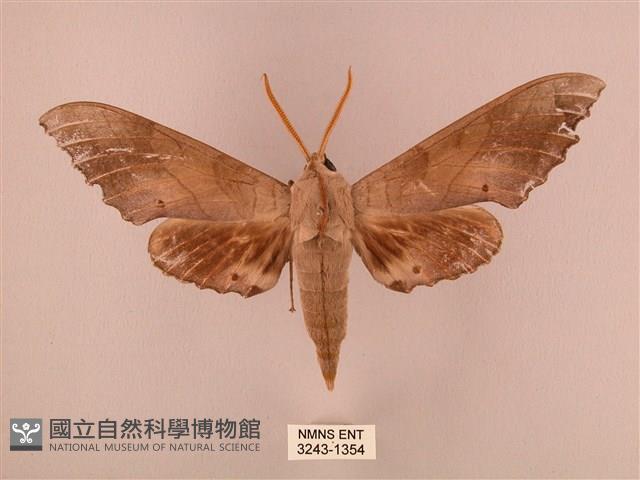 栗六點天蛾藏品圖，第1張